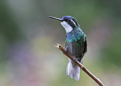 Lampornis castaneoventris