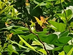 Junonia hedonia