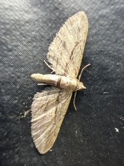 Eupithecia phoeniceata