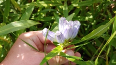 Gentiana × pallidocyanea