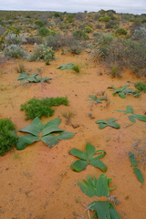 Brunsvigia orientalis