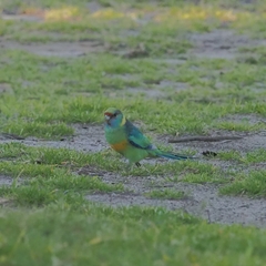 Barnardius zonarius barnardi