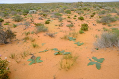 Brunsvigia orientalis