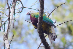 Ptilinopus magnificus