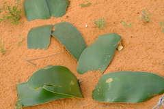 Brunsvigia orientalis