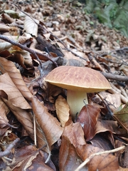 Hemileccinum depilatum