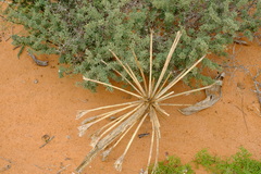 Brunsvigia orientalis