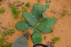 Brunsvigia orientalis