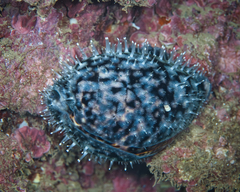 Cypraea tigris