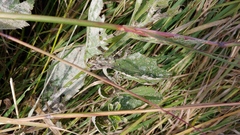 Golovinomyces verbenae