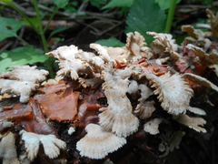 Schizophyllum radiatum