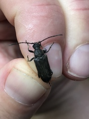 Lepturopsis dolorosa