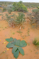 Brunsvigia orientalis