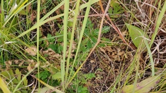 Geum triflorum