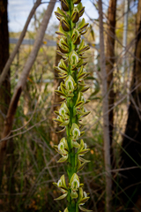 Prasophyllum elatum