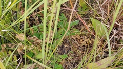 Geum triflorum