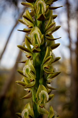 Prasophyllum elatum