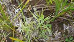 Castilleja sessiliflora
