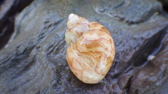Phasianella ventricosa