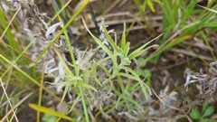 Castilleja sessiliflora
