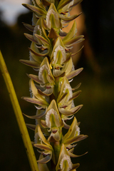 Prasophyllum elatum