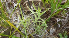 Castilleja sessiliflora