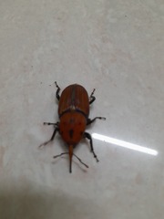 Rhynchophorus ferrugineus