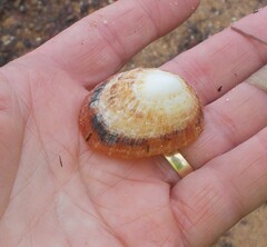 Scutellastra peronii