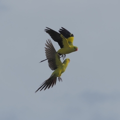 Polytelis anthopeplus monarchoides