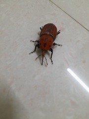 Rhynchophorus ferrugineus