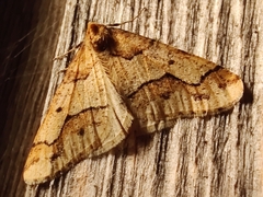 Erannis defoliaria