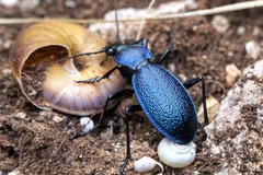 Carabus caelatus