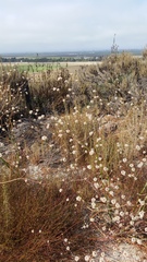 Eriogonum nudum auriculatum