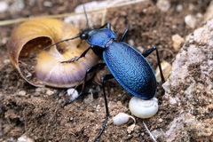 Carabus caelatus
