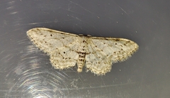 Idaea incisaria