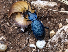 Carabus caelatus