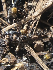 Camponotus aeneopilosus