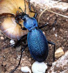 Carabus caelatus