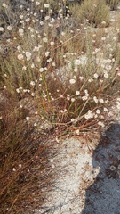 Eriogonum nudum auriculatum