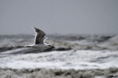 Larus glaucescens