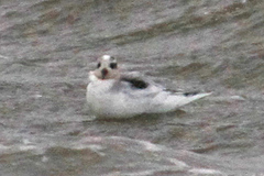 Phalaropus fulicarius