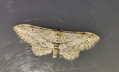 Idaea incisaria