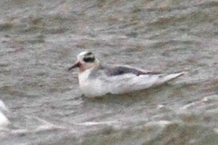 Phalaropus fulicarius