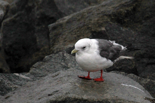 Red-legged Kittiwake｜红腿三趾鸥 参考照片