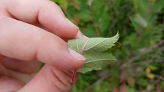 Crataegus mollis