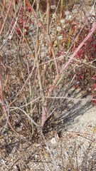 Eriogonum nudum auriculatum