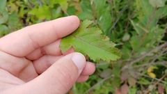 Crataegus mollis