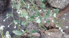 Heliotropium europaeum