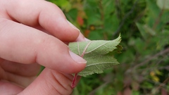 Crataegus mollis