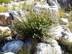 Askidiosperma capitatum